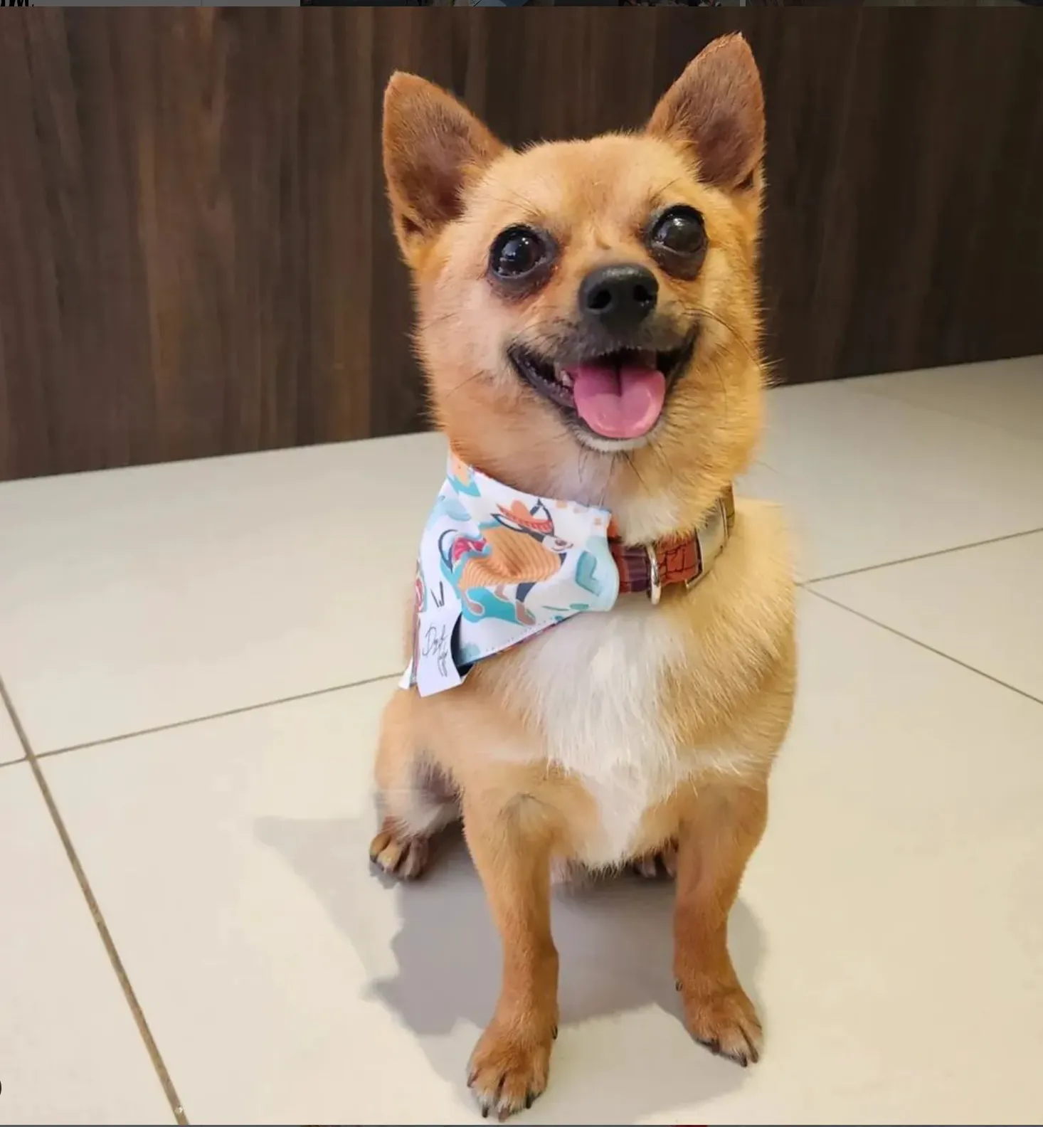 Ay, Chihuahua! Dog Bandana