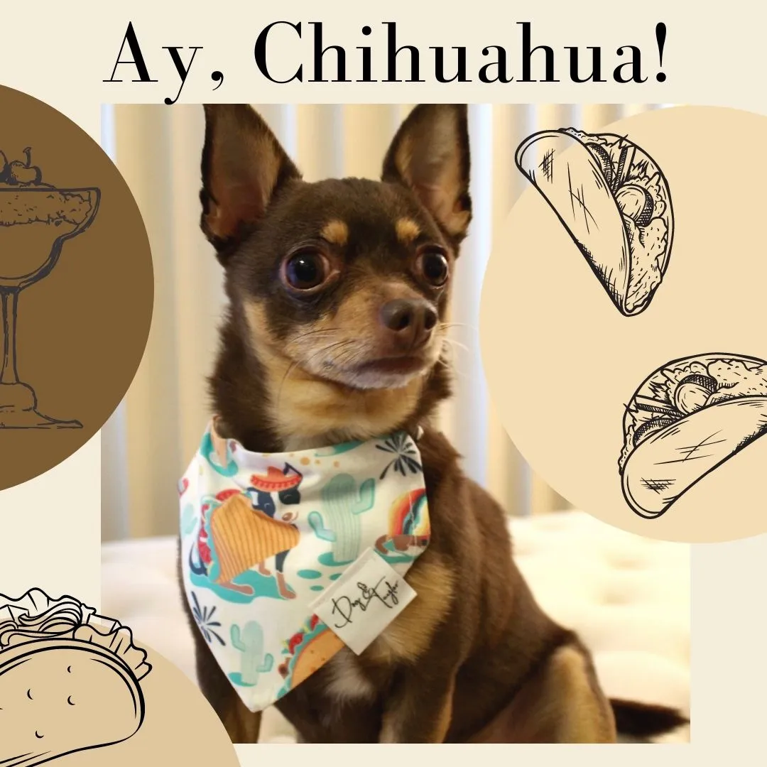 Ay, Chihuahua! Dog Bandana
