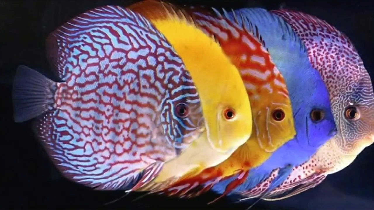 Men’s colorful athletic shoes - Discus Fish