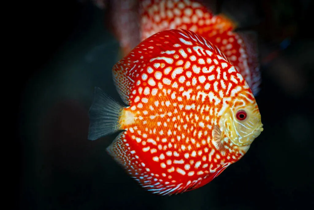 Men’s colorful athletic shoes - Discus Fish